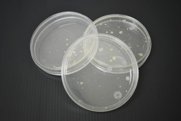 Colonies of bacteria growth on agar plate medium in microbiology laboratory. 