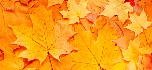 Naklejka na ściany i meble Autumn Banner. Leaves background. Colorful maple leaf texture. Yellow and orange foliage, nature backdrop