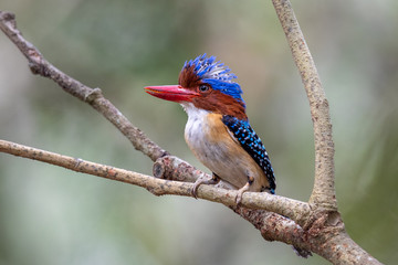 Banded kingfisher (male)