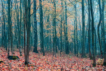 Obraz premium foggy forest in late autumn with blue haze and fallen leaves