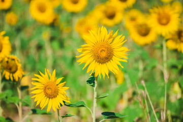 field of sunflowers