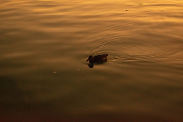 Sunset over the lake of El Retiro Park, with a duck swimming in the foreground, in Madrid, Spain