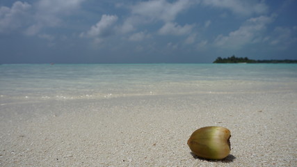 Malediven Kokosnuss