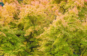 Living Background-Japanese Maple Leaves of Green, Yellow & Gold in October