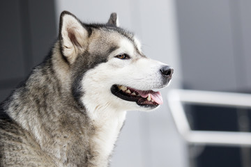 dog in the city, breed Alaskan Malamute