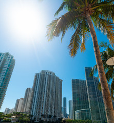 Fototapeta na wymiar Skyscrapers and palms in Miami Riverwalk on a sunny day