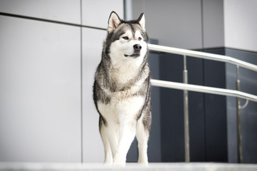 dog in the city, breed Alaskan Malamute