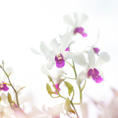 Fototapeta na wymiar White orchid in garden at winter or spring day