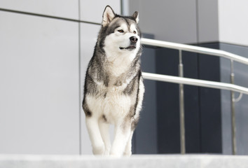 dog in the city, breed Alaskan Malamute