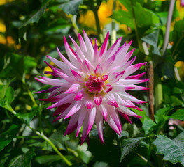 Obraz premium The dahlia (name, Sorbet) in the dahlia garden Baden Baden near the lichtentaler alley. Baden-Baden, Baden Württemberg, Germany