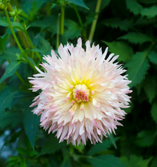 The dahlia (name, Hapet Champagne) in the dahlia garden Baden Baden near the lichtentaler alley. Baden-Baden, Baden Württemberg, Germany