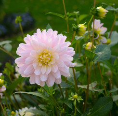 The dahlia (name, Elke Gräfin von Pückler) in the dahlia garden Baden Baden near the lichtentaler alley. Baden-Baden, Baden Württemberg, Germany