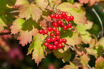 Ripe viburnum berries  on a branch close-up on a sunny day