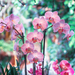 Beautiful blooming orchid n the rainforest in the covered park the Orchideeën Hoeve