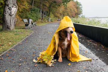 Hund mit Regenmantel im Herbst streckt die Zunge raus