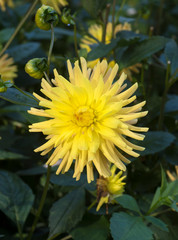 The dahlia (name, LGS Löbau) in the dahlia garden Baden Baden near the lichtentaler alley. Baden Baden, Baden Württemberg, Germany