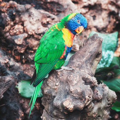 The Coconut lorikeet in the rainforest in the covered park the Orchideeën Hoeve