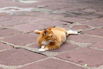 Cat looking at something. close-up.