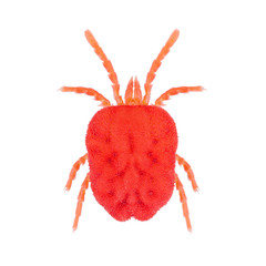 Velvet Mite Trombidium holosericeumis a species of mite in the genus Trombidium isolated on white background. Dorsal view of tick.