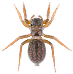 The Euophrys frontalis spider is a genus of jumping spiders. Dorsal view of Euophrys spider...
