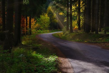 Obraz premium promienie światła w lesie