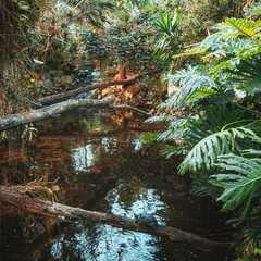 Flowing brook  in the rainforest in the covered park the Orchideeën Hoeve