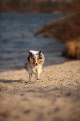 Sheltie rennt am Strand