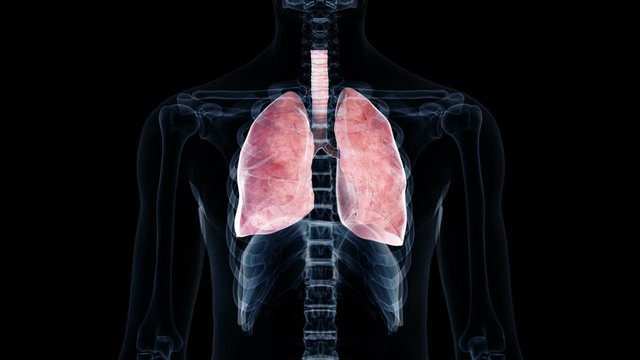 Human lungs inflating and deflating against a black background, animation.