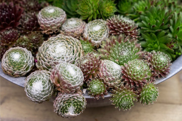 Mix assortment of various succulents in a common metal bowl, home decor, natural background
