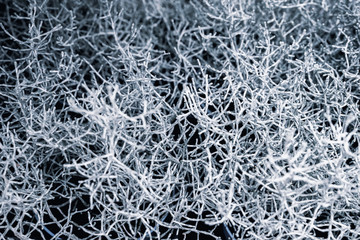 Abstract background, texture of an unknown plant