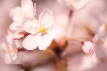 桜　京都