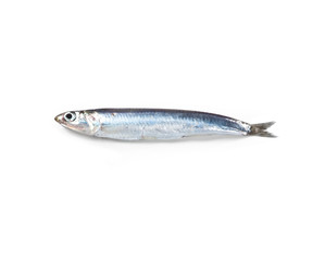 Anchovy - 