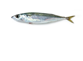 mediterranean fish Sgombro "Scomber scombrus"