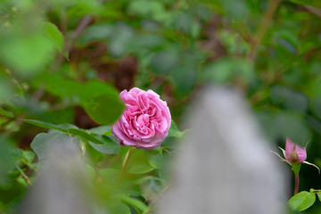 Rosenblüte hinter einem Gartenzaun