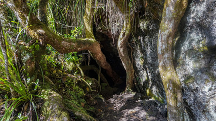 Rangitoto Island (Scenic Reserve) nearby Auckland, in New Zealand
