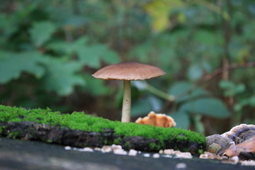 mushroom in forest
