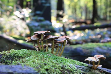mushrooms in the forest