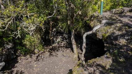 Rangitoto Island (Scenic Reserve) nearby Auckland, in New Zealand