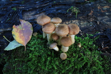 mushrooms in the forest