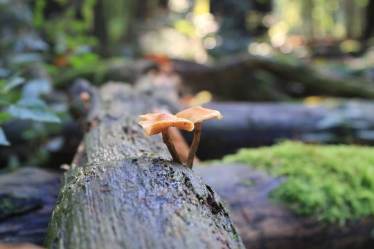 mushroom