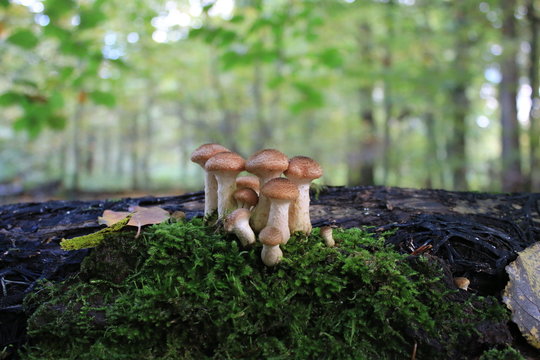 mushrooms in the forest