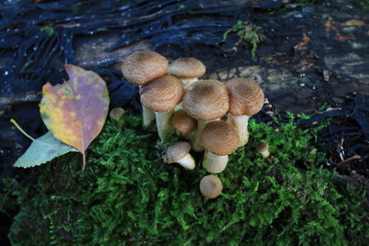 mushrooms in the forest