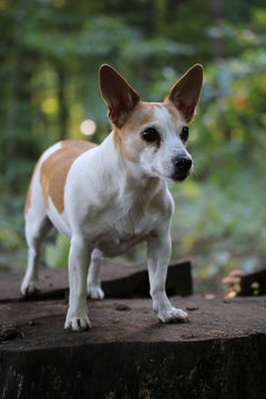 portrait of a dog
