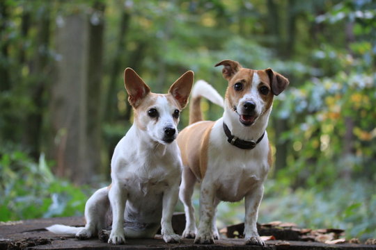 2 dog 