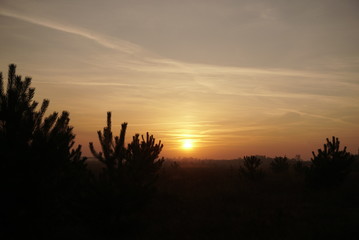sunset between young pine trees