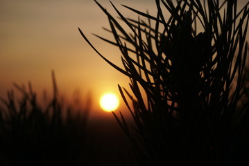 Fototapeta premium sunset between branches of pine trees