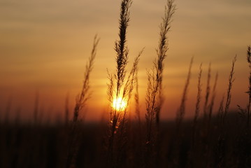 Fototapeta na wymiar grass seeds at sunset