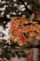 Fototapeta premium Golden Autumn season in October. Fall trees. Oak tree with red, orange and yellow leav. Sunny Autumn day in October. Halloween season. Denver streets on Fall season.