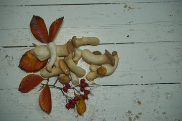 Pilze Herbstblätter