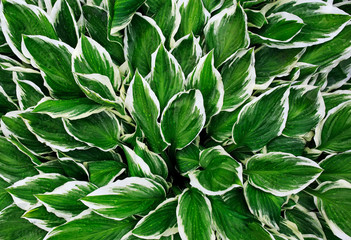 Naklejka na ściany i meble natural background of fresh green leaves with white stripes Hosta flower plants after warm rain